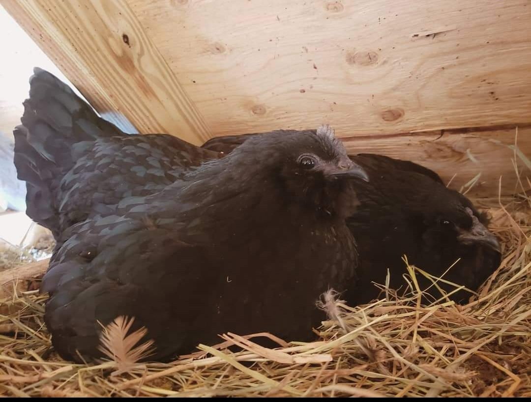 Here are Dahlia and Raven, the two female chicks who made it to adulthood.
